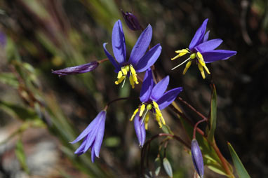 APII jpeg image of Stypandra glauca  © contact APII