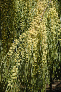 APII jpeg image of Acacia cognata  © contact APII