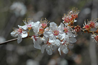 APII jpeg image of Prunus cerasifera  © contact APII