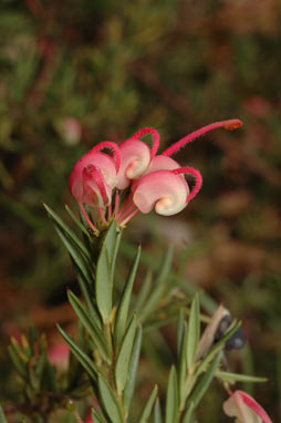 APII jpeg image of Grevillea rosmarinifolia 'Nana'  © contact APII