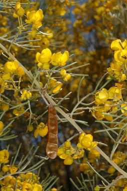 APII jpeg image of Senna artemisioides  © contact APII