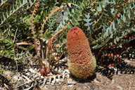 Banksia blechnifolia