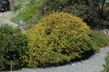 APII jpeg image of Acacia lasiocarpa  © contact APII