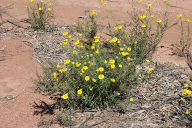 APII jpeg image of Xerochrysum viscosum  © contact APII