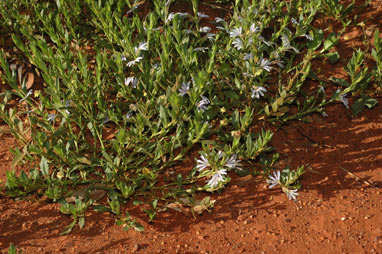 APII jpeg image of Scaevola humilis  © contact APII