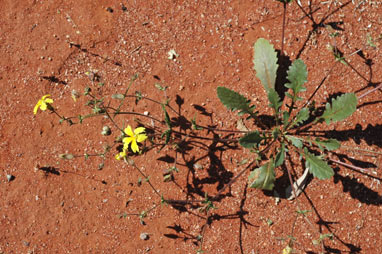 APII jpeg image of Goodenia paradoxa  © contact APII