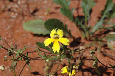 APII jpeg image of Goodenia paradoxa  © contact APII