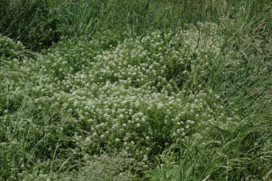 APII jpeg image of Rorippa nasturtium-aquaticum  © contact APII