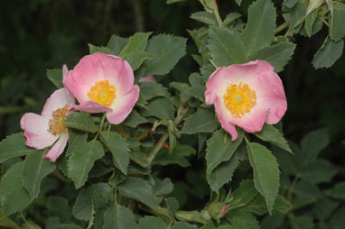 APII jpeg image of Rosa rubiginosa  © contact APII