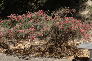APII jpeg image of Leptospermum 'Bywong Merinda'  © contact APII