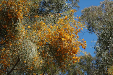 APII jpeg image of Jacksonia scoparia  © contact APII