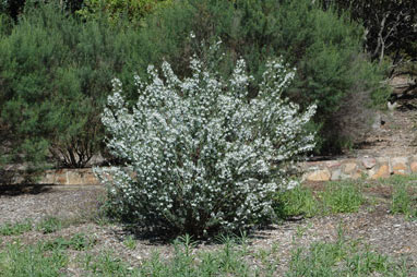 APII jpeg image of Prostanthera monticola  © contact APII