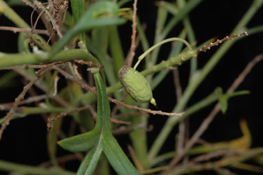 APII jpeg image of Grevillea manglesii subsp. ornithopoda  © contact APII