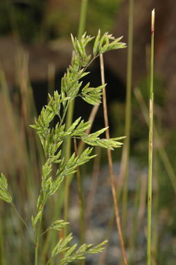APII jpeg image of Poa helmsii  © contact APII