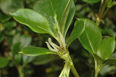 APII jpeg image of Coprosma hirtella  © contact APII