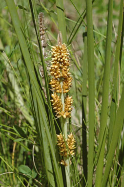 APII jpeg image of Lomandra longifolia  © contact APII