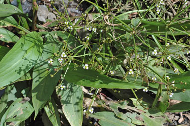 APII jpeg image of Alisma lanceolatum  © contact APII