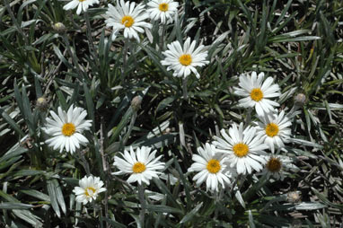 APII jpeg image of Celmisia costiniana  © contact APII