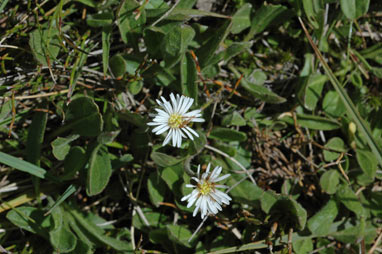 APII jpeg image of Pappochroma paludicola  © contact APII