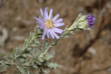 APII jpeg image of Olearia astroloba  © contact APII