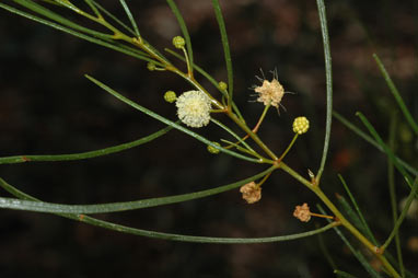 APII jpeg image of Acacia barattensis  © contact APII