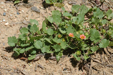 APII jpeg image of Modiola caroliniana  © contact APII