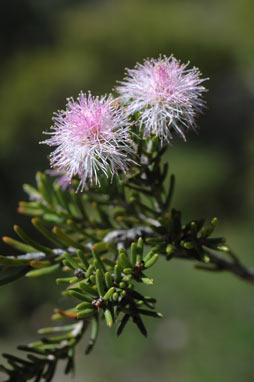 APII jpeg image of Melaleuca pentagona var. raggedensis  © contact APII
