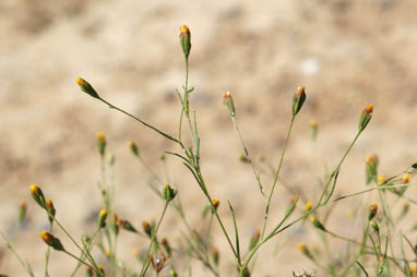 APII jpeg image of Schkuhria pinnata  © contact APII