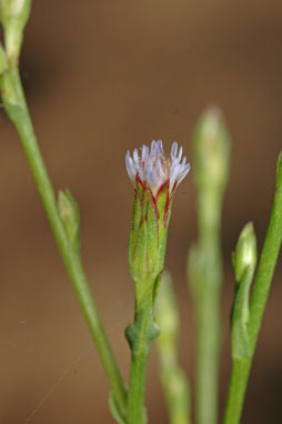 APII jpeg image of Symphyotrichum subulatum  © contact APII