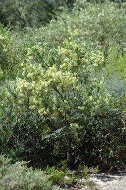 APII jpeg image of Stenocarpus angustifolius  © contact APII