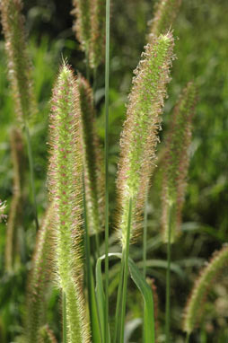 APII jpeg image of Setaria pumila  © contact APII