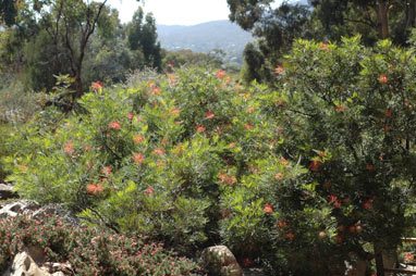 APII jpeg image of Grevillea 'Mason's Hybrid'  © contact APII