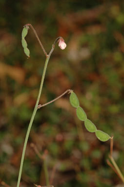 APII jpeg image of Desmodium gunnii  © contact APII