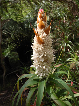 APII jpeg image of Richea dracophylla  © contact APII