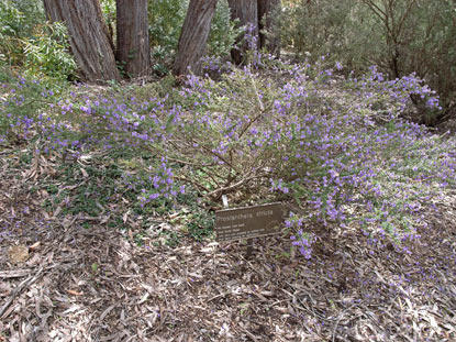 APII jpeg image of Prostanthera stricta  © contact APII