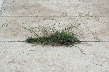 APII jpeg image of Paspalum dilatatum  © contact APII