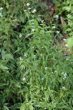 APII jpeg image of Irenepharsus trypherus  © contact APII