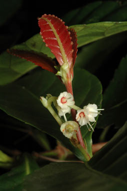 APII jpeg image of Pullea stutzeri  © contact APII