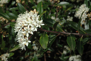 APII jpeg image of Leionema elatius subsp. beckleri  © contact APII