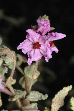 APII jpeg image of Thomasia tenuivestita  © contact APII