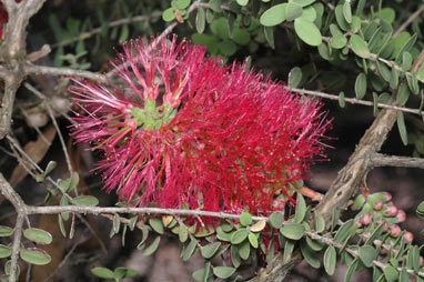 APII jpeg image of Melaleuca elliptica  © contact APII