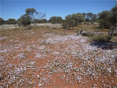APII jpeg image of Goodenia rosea  © contact APII