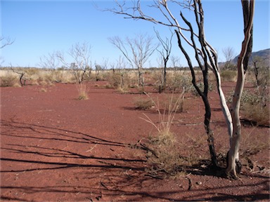 APII jpeg image of Acacia aneura  © contact APII