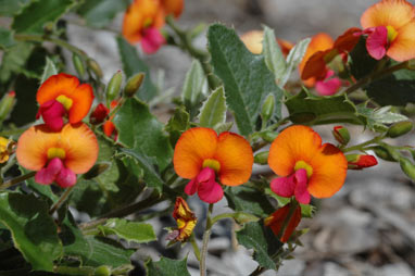 APII jpeg image of Chorizema varium  © contact APII