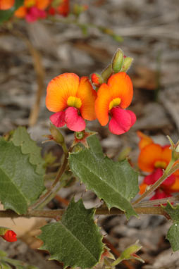 APII jpeg image of Chorizema varium  © contact APII