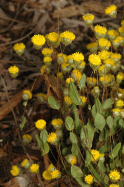 APII jpeg image of Podolepis lessonii  © contact APII