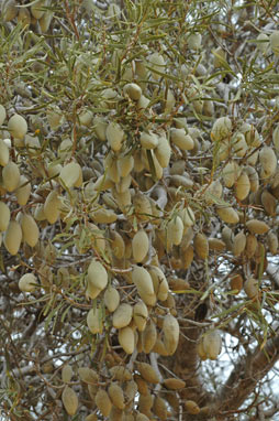 APII jpeg image of Xylomelum angustifolium  © contact APII