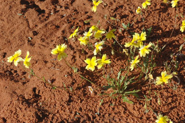 APII jpeg image of Goodenia pinnatifida  © contact APII