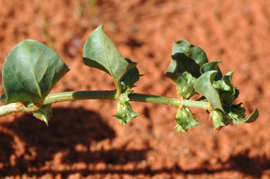 APII jpeg image of Rumex hypogaeus  © contact APII