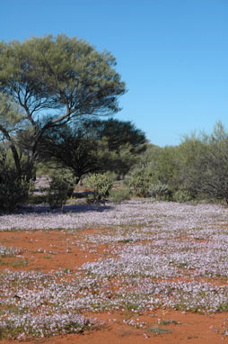 APII jpeg image of Goodenia rosea  © contact APII